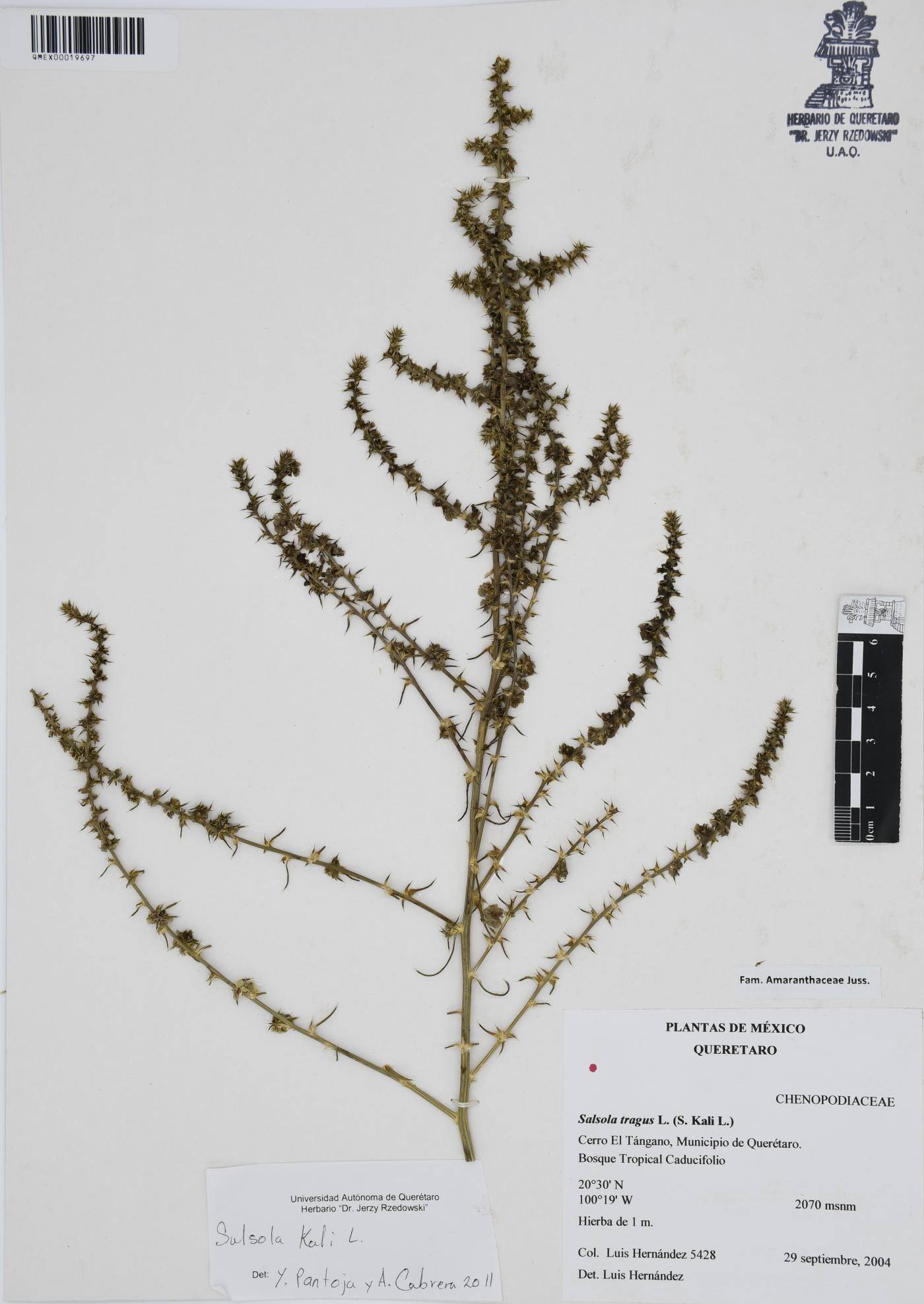 Salsola kali image